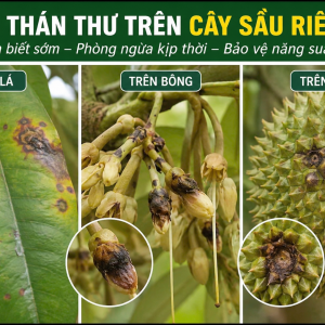Bệnh Thán Thư Trên Cây Sầu Riêng: Dấu Hiệu Nhận Biết Và Giải Pháp Hạn Chế Hiệu Quả