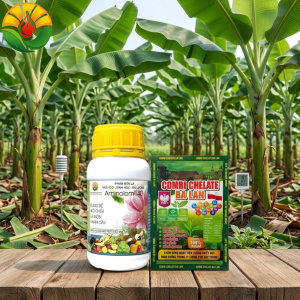 Cách Bón Phân Thúc Thân Lá Chuối Cấy Mô To Thân Mập Bẹ