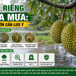 Mưa Lớn Cận Thu Hoạch: Nguy Cơ Trên Sầu Riêng
