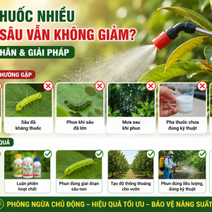 Phun Thuốc Nhiều Nhưng Sâu Vẫn Không Giảm? 