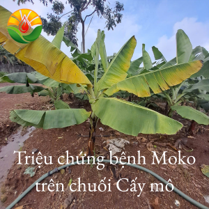 Cách Phân Biệt Và Trị Bệnh Héo Rũ Moko Trên Chuối Cấy Mô