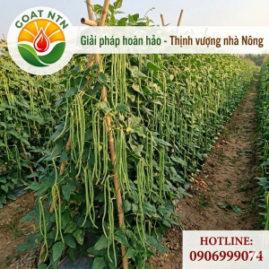 Kỹ thuật trồng và chăm sóc cây đậu đũa đạt năng suất cao cho nhà vườn