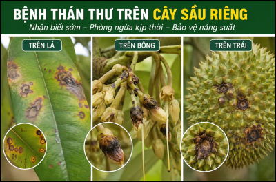 Bệnh Thán Thư Trên Cây Sầu Riêng: Dấu Hiệu Nhận Biết Và Giải Pháp Hạn Chế Hiệu Quả