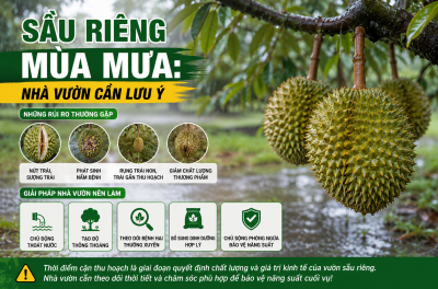 Mưa Lớn Cận Thu Hoạch: Nguy Cơ Trên Sầu Riêng
