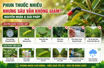 Phun Thuốc Nhiều Nhưng Sâu Vẫn Không Giảm? 
