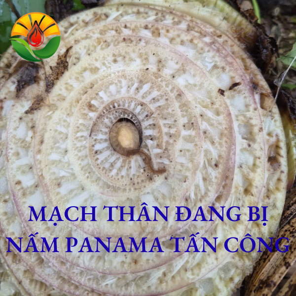 Mạch thân chuối cấy mô bị Panama tấn công