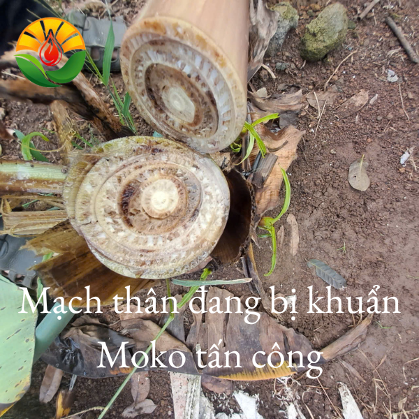 Mạch thân cây chuối cây mô bị vi khuẩn Ralstonia solanacearum tấn công