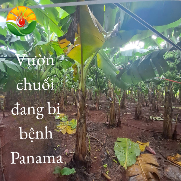 triệu chứng bệnh Panama thể hiện trên lá