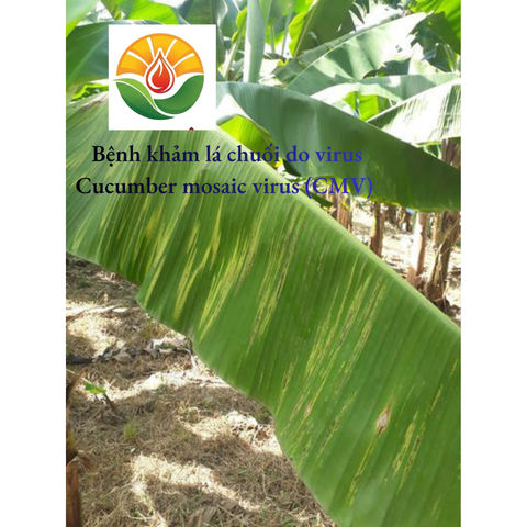 cucumber-mosaic-virus-on-banana-banana-1563273296
