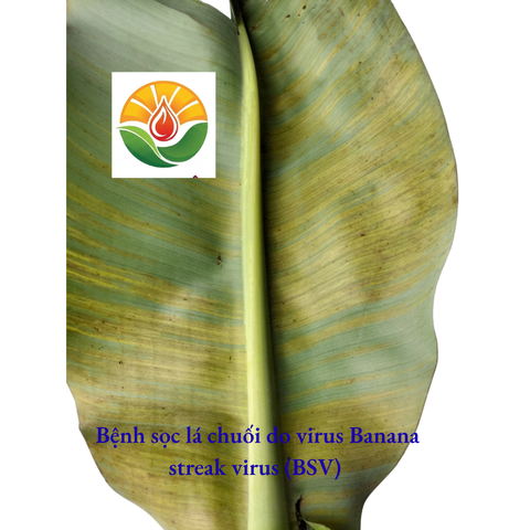 .benh-soc-la-chuoi-banana-streak-virus-bsv