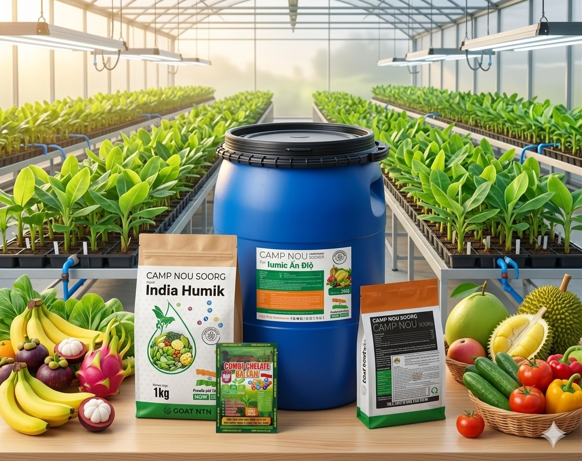 Bộ ba phân bón hữu cơ Cam Nou Humic Ấn Độ Aminolom 40 và Combi Chelate Ba Lan phục hồi vườn chuối cấy mô GOAT NTN