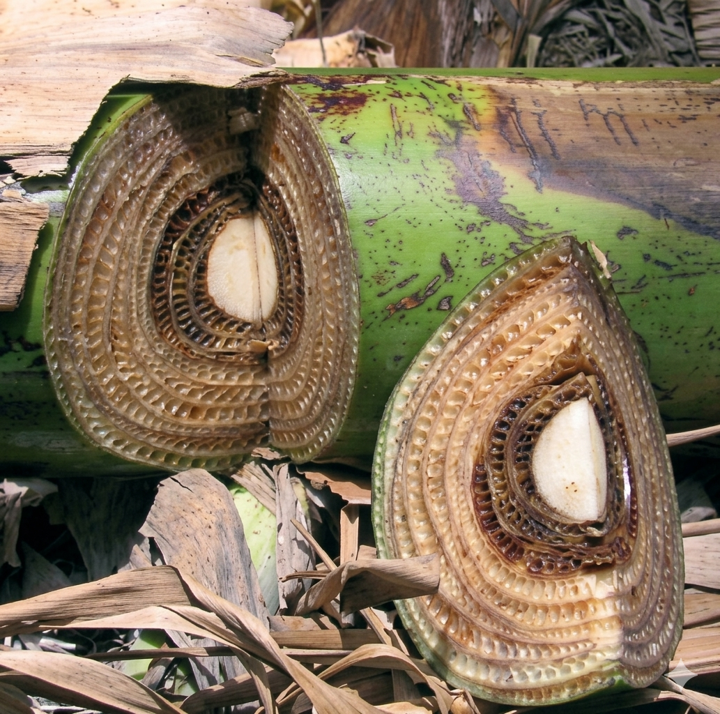 https://www.fao.org/fileadmin/templates/banana/documents/Docs_Resources_2015/TR4/Panama-disease-FS.pdf