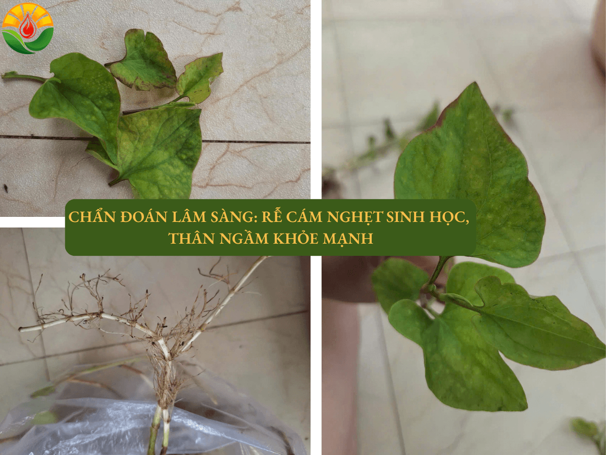 : Hình ảnh chẩn đoán lâm sàng bộ rễ rau dấp cá bị nghẹt rễ sinh học và cháy mép lá tại văn phòng làm việc của GOAT NTN.