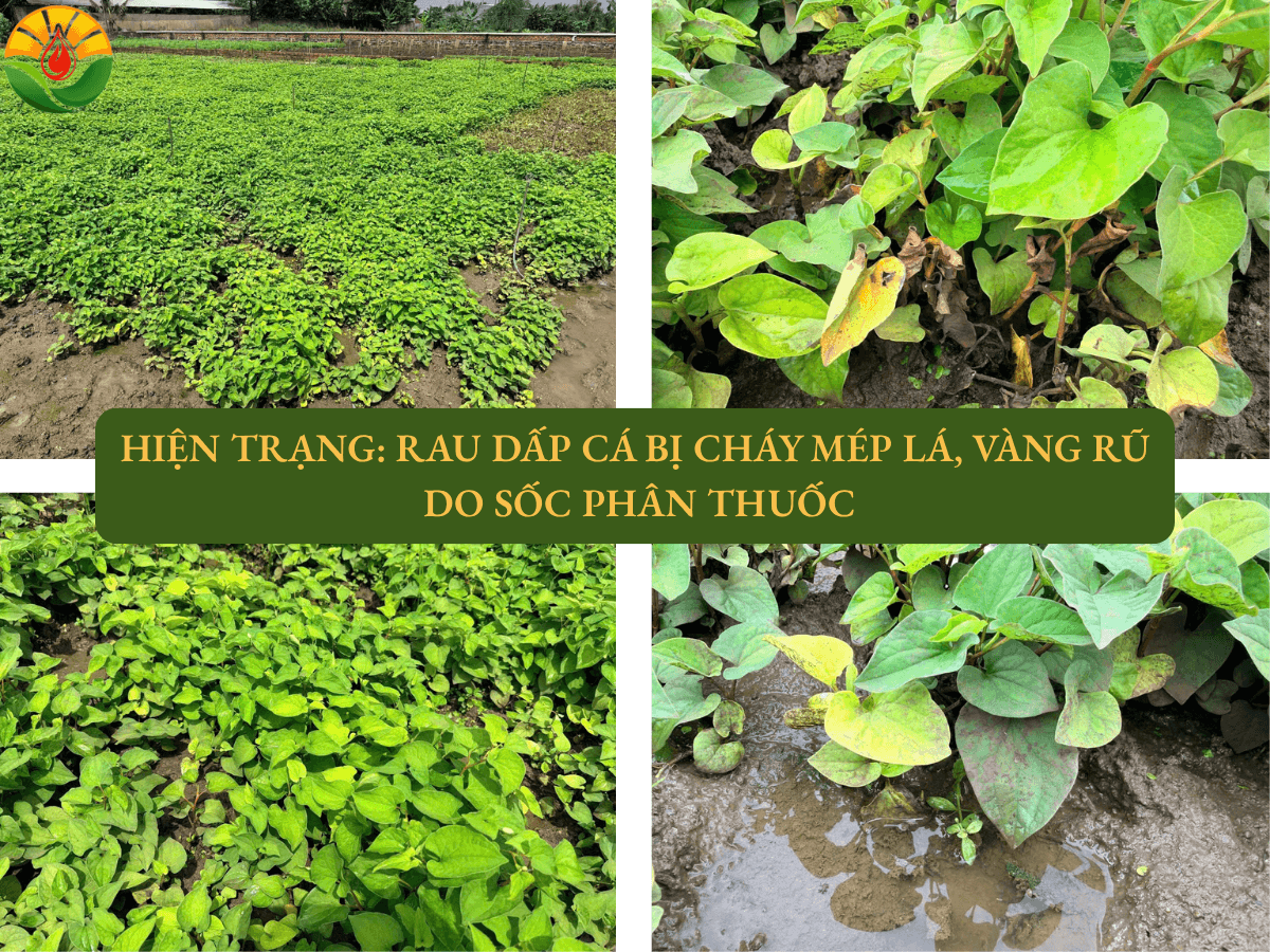 Hiện trạng thực địa ruộng rau dấp cá tại Đồng Nai bị vàng lá cháy mép nghiêm trọng do nghẹt rễ sinh học và sốc phân thuốc quá liều trước khi giải cứu.
