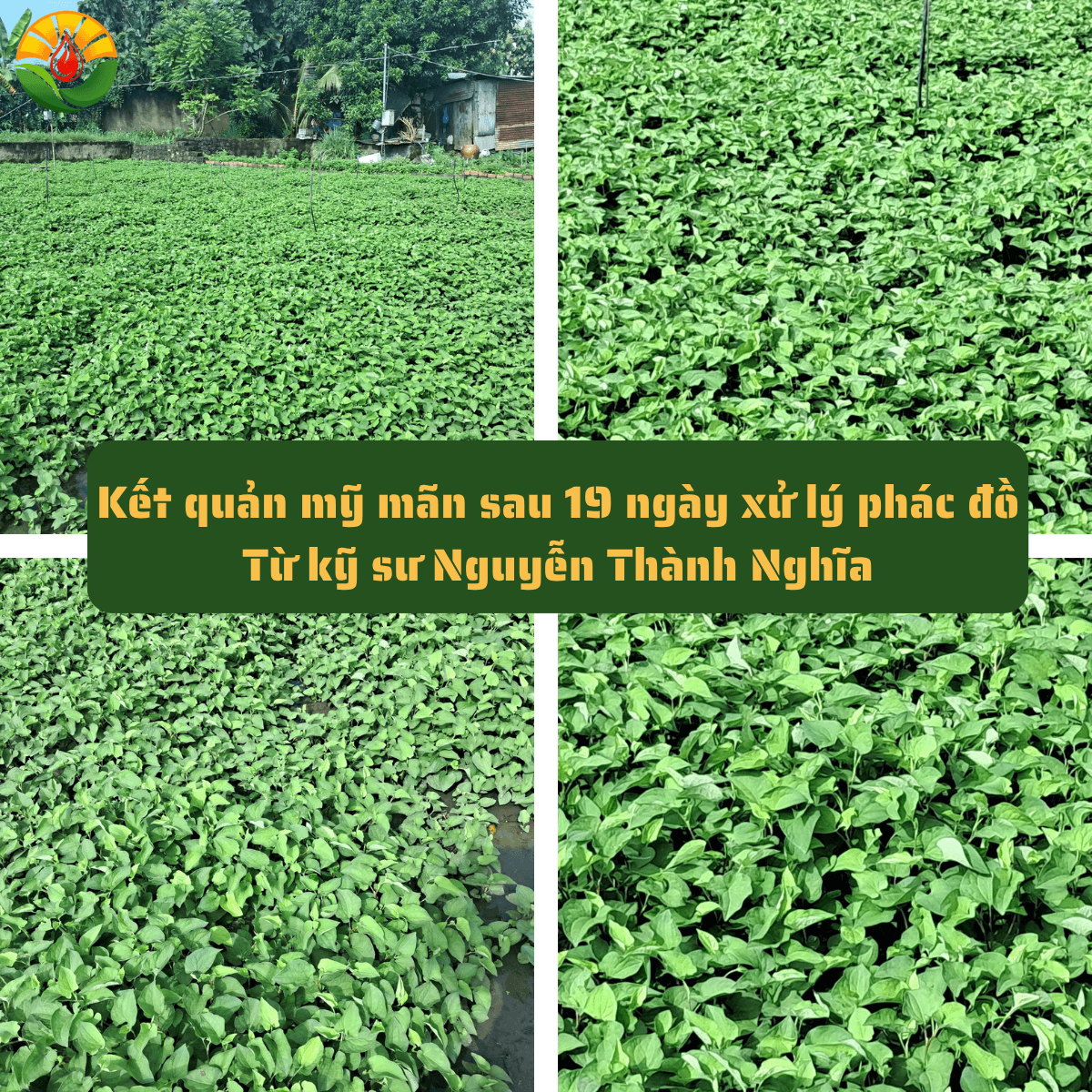 : Kết quả thực tế vườn rau dấp cá hồi sinh xanh tốt sau 19 ngày xử lý phác đồ giải độc của Kỹ sư Nguyễn Thành Nghĩa GOAT NTN.