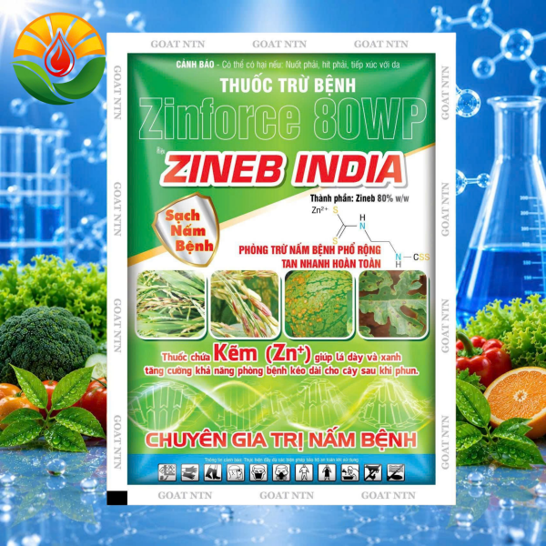 ZINEB INDIA